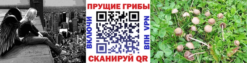 сколько стоит  Юхнов  маркетплейс телеграм  Галлюциногенные грибы Psilocybe 